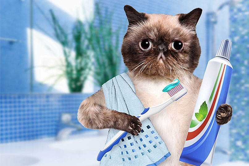 cat with toothbrush